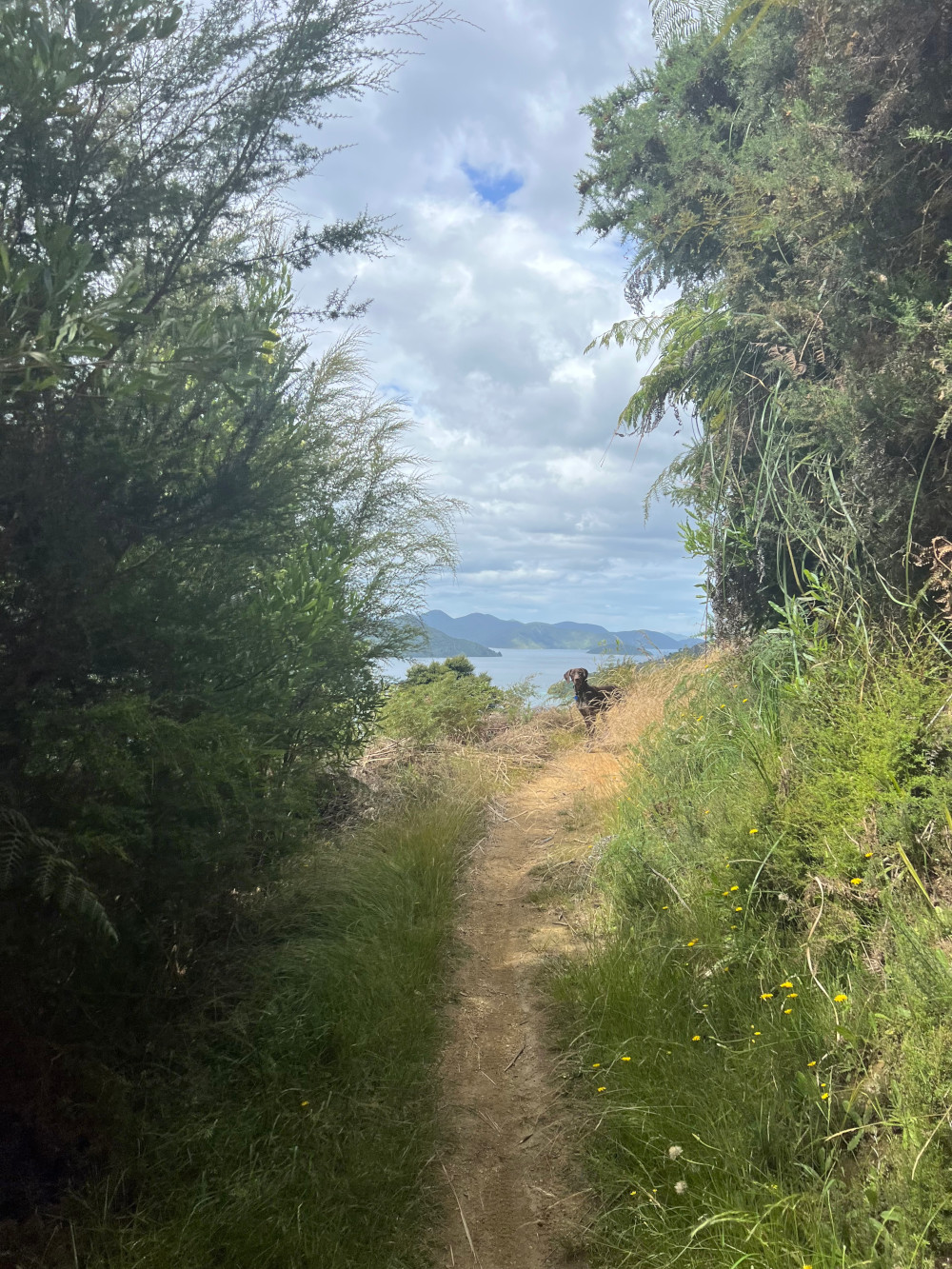 Nietzsche in the Marlborough Sounds